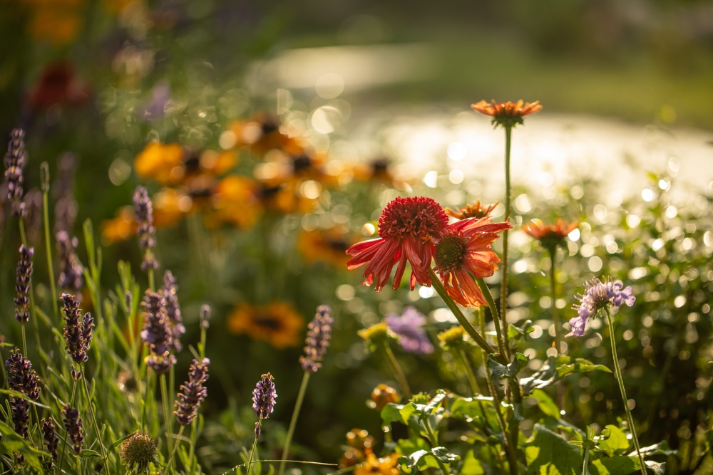 Echinacea zahrada